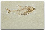 Detailed Fossil Fish (Diplomystus) - Wyoming #344798-1
